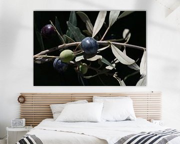 Dunkle Oliven am Baum