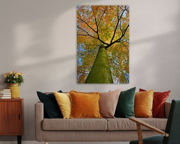 Arbre d'automne en pleine couleur. sur Rob Christiaans