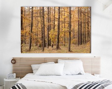 Forêt d'automne sur la crête d'Utrecht