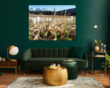 Frühlingszauber am Geroldsee – zarte Krokusblüten, ruhiges Wasser und beeindruckende Bergkulisse. Ein romantisches Alpenmotiv voller Farbe und Ruhe. von Miriam Schwarzfischer Fotografie