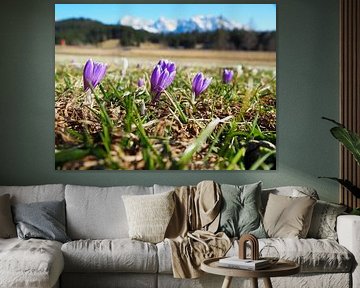 Frühlingszauber am Geroldsee – zarte Krokusblüten, ruhiges Wasser und beeindruckende Bergkulisse. Ein romantisches Alpenmotiv voller Farbe und Ruhe. von Miriam Schwarzfischer Fotografie