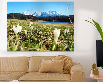 Frühlingszauber am Geroldsee – zarte Krokusblüten, ruhiges Wasser und beeindruckende Bergkulisse. Ein romantisches Alpenmotiv voller Farbe und Ruhe. von Miriam Schwarzfischer Fotografie