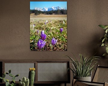 Frühlingszauber am Geroldsee – zarte Krokusblüten, ruhiges Wasser und beeindruckende Bergkulisse. Ein romantisches Alpenmotiv voller Farbe und Ruhe. von Miriam Schwarzfischer Fotografie