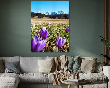 Frühlingszauber am Geroldsee – zarte Krokusblüten, ruhiges Wasser und beeindruckende Bergkulisse. Ein romantisches Alpenmotiv voller Farbe und Ruhe. von Miriam Schwarzfischer Fotografie