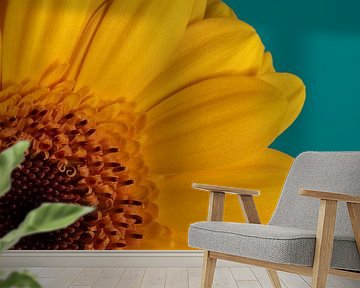 Simplicity: Quarter of a yellow Gerbera with petrol background by Marjolijn van den Berg