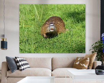 Nutria by Matthias Brix