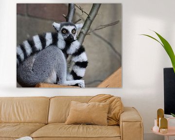 Catta by Matthias Brix