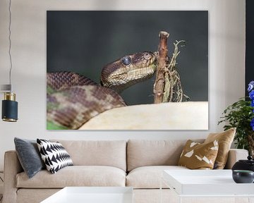 Rauschuppenpython von Matthias Brix