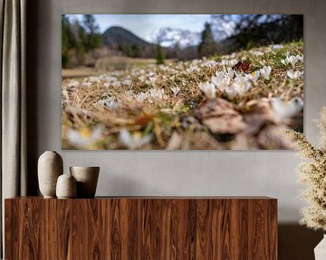 De délicats crocus percent les derniers champs de neige des montagnes