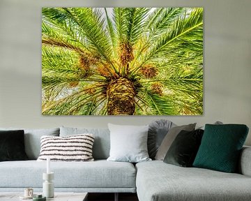 Palmdach Dattelpalme von Dieter Walther