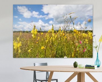 La nature de la Drenthe en été