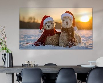 Alpacas at Christmas...