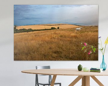 Cheval blanc dans les collines dorées au lever du soleil