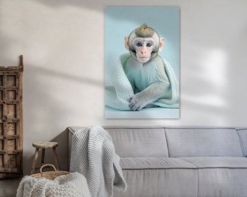 Monkey with pink snout...