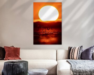 Pink flamingo (Phoenicopterus roseus)