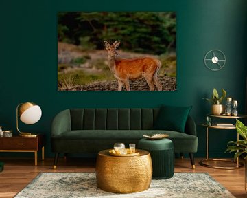 Deer (pointed) on the Veluwe