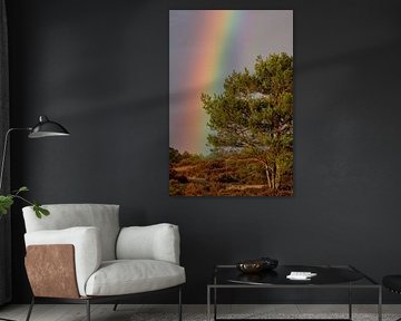 Rainbow on the Veluwe