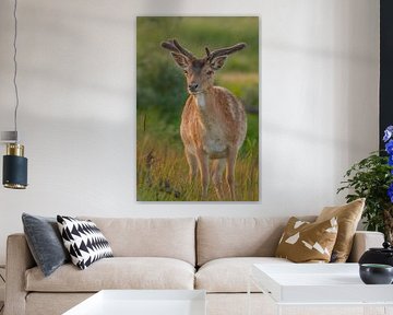 Fallow deer in the evening sun