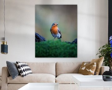 Robins sur Tom Zwerver