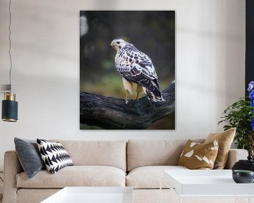 Buse blonde sur Tom Zwerver