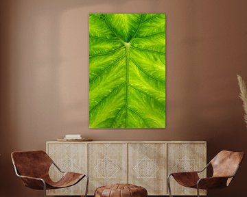 Elephant ear by Jim Plaum