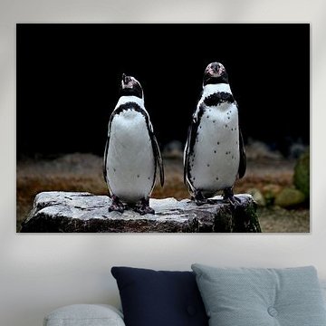 Together on the Rock Plateau ( penguins )