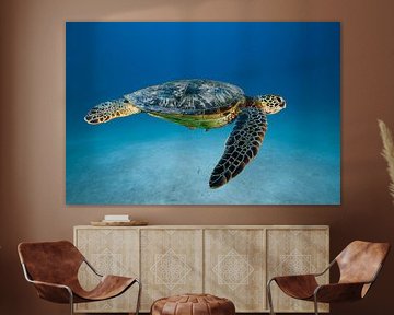 Tortue dans la mer sur Matthias Spartz