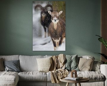 European mouflons in the snow by Daniela Beyer