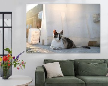 Street cat by Michelle van Merrienboer