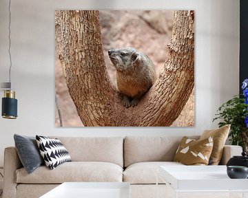 Klippschliefer von Matthias Brix