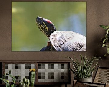 Yellow-cheeked tortoise by Matthias Brix