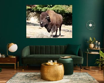 Amerikanischer Präriebison von Matthias Brix