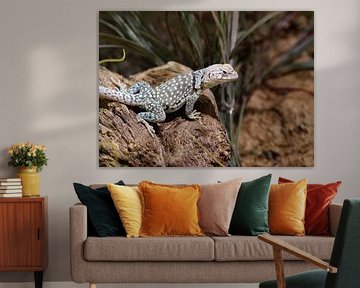 Collared iguana by Matthias Brix