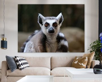 Catta by Matthias Brix