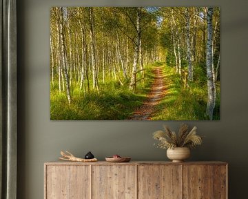 Pad door het berkenbos