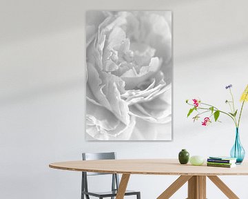 Pfingstrose in Grautönen