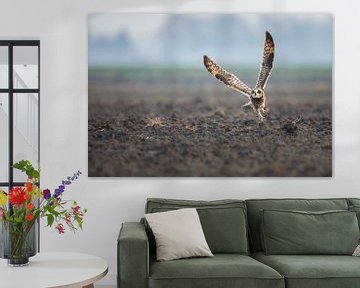 Short-eared owl von Pim Leijen