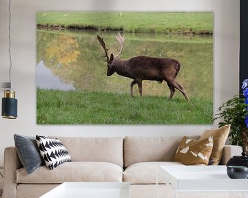 Male fallow deer at water's edge