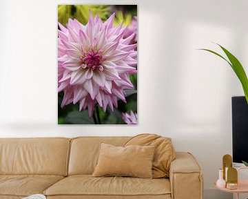 Dahlia rose vif dans le jardin sur Foto Moments by M. J. Leenders