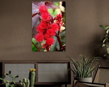 A Symphony in Crimson the red miracle tree by Foto Moments by M. J. Leenders