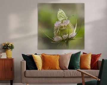 Vlinder op kaardebol