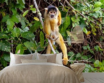 Doodshoofdaapje in de jungle