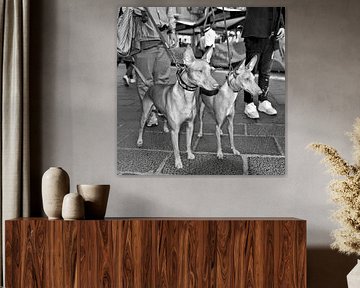 Sizilianischer Cirneco dell’Etna auf der Piazza in Taormina - monochrom von Silva Wischeropp