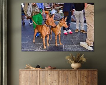 Sicilian Cirneco dell'Etna on the piazza in Taormina by Silva Wischeropp