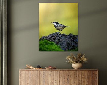 Black tit on the Veluwe by Tom Zwerver