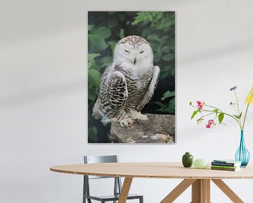 Winters Wise The Snowy Owl by Foto Moments by M. J. Leenders