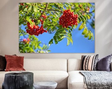 Flowering rowan berries