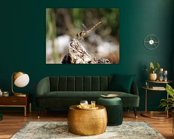 Waterjuffer van Matthias Brix