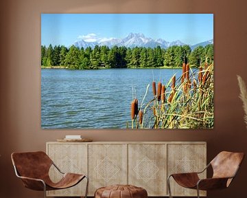 Flowering calamus shoots above a mountain lake