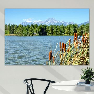 Pousses de calamus en fleurs au-dessus d'un lac de montagne